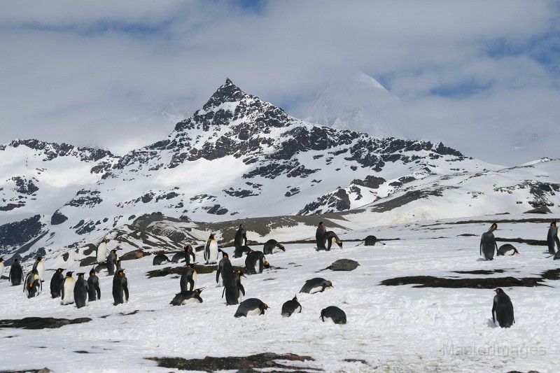 IMG_1766c.jpg - King Penguin (Aptenodytes patagonicus)